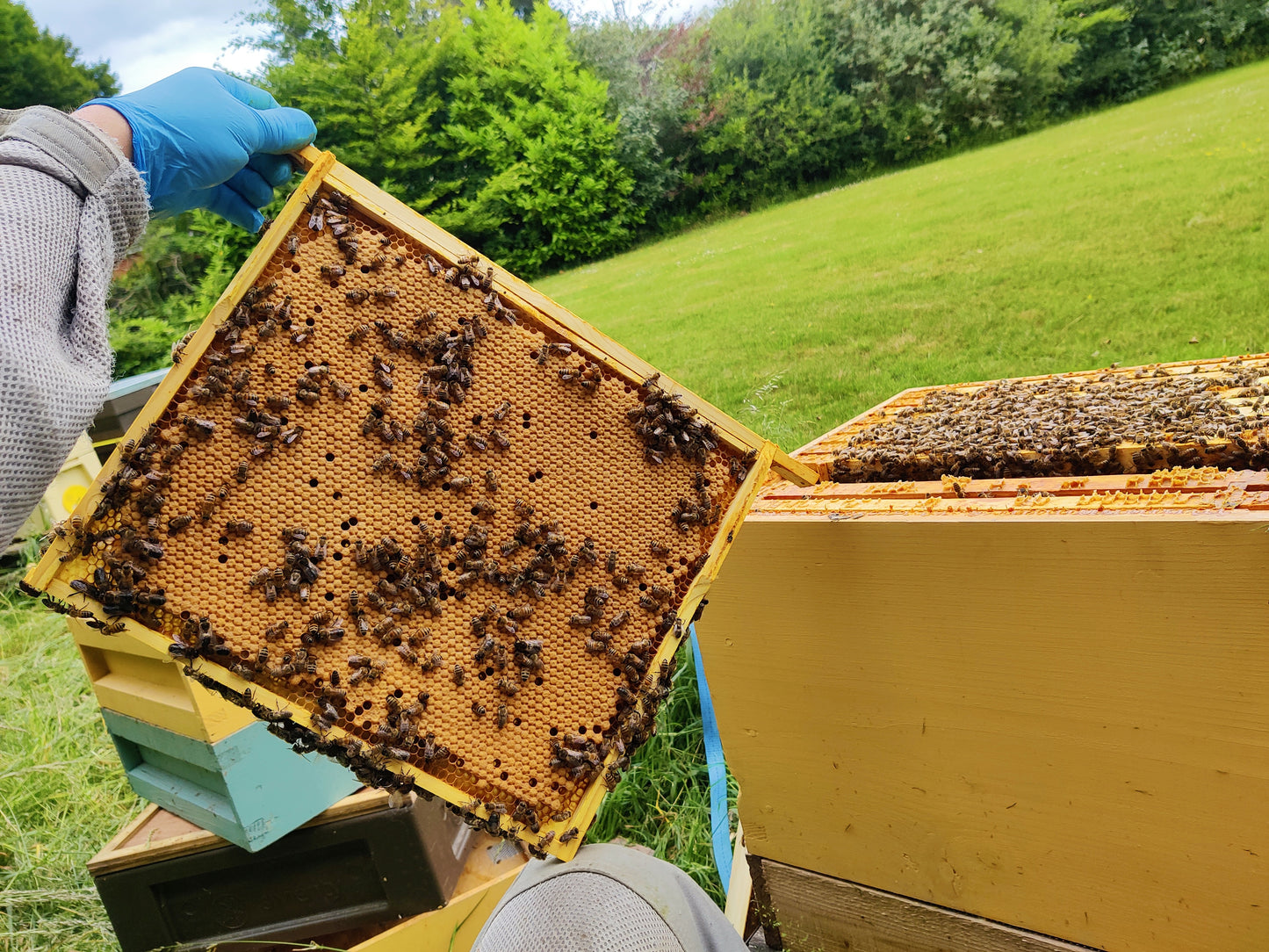 Hertfordshire Honey Bee Nuc / Nucleus Colony