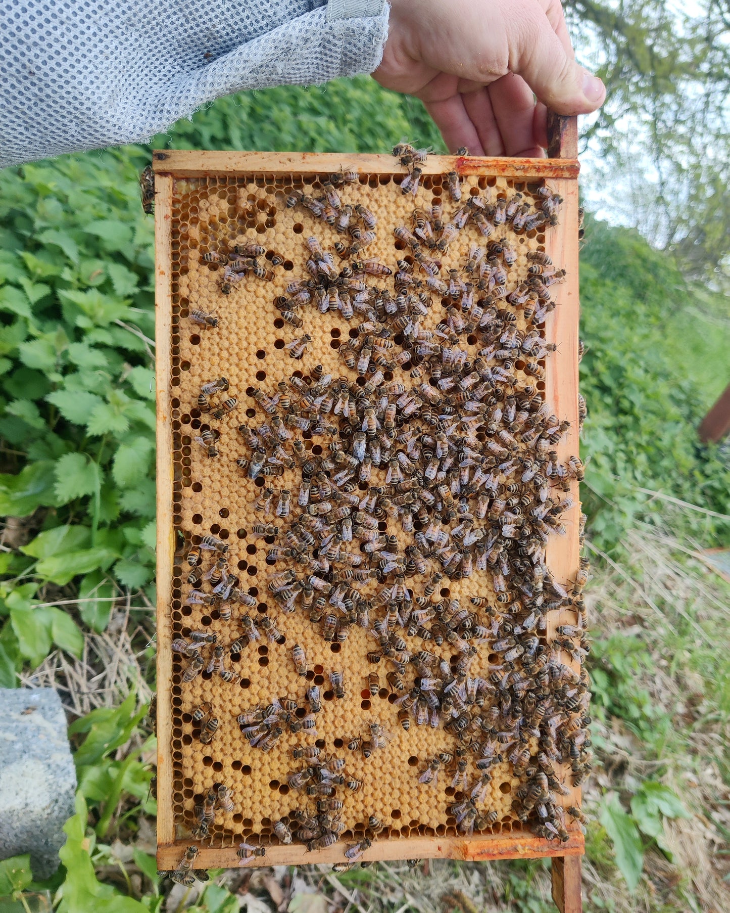 Hertfordshire Honey Bee Nuc / Nucleus Colony